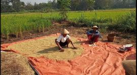 PETANI SEMANU SELATAN PANEN PADI