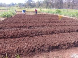 PETANI SEMANU SELATAN MULAI MASA TANAM BAWANG MERAH