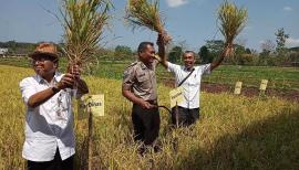 PANEN RAYA SEMANU SELATAN